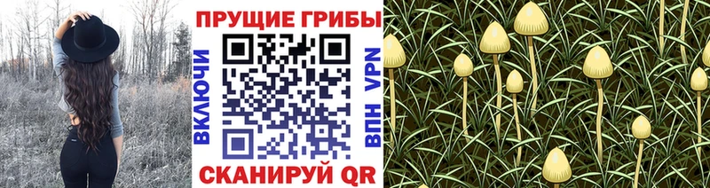 Галлюциногенные грибы прущие грибы  Бакал 